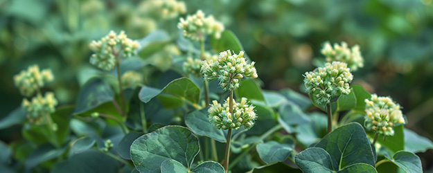 Spermidine Spermidiini