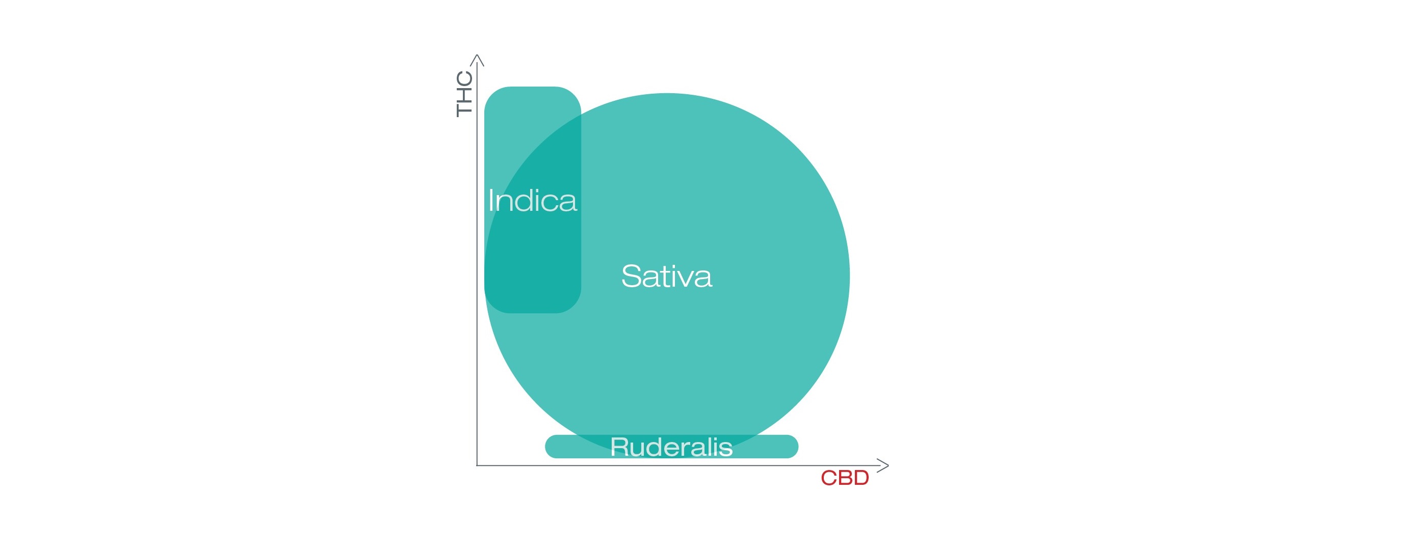 kaavio, jossa esitetään THC ja CBD sativassa, indicassa ja ruderaliksessa.