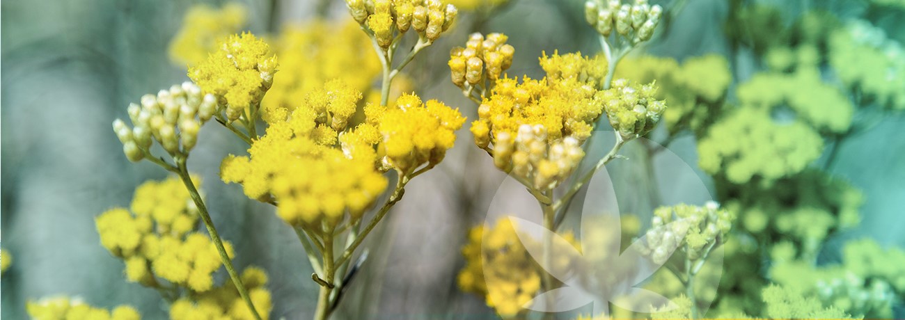 kuva iof Helichrysum