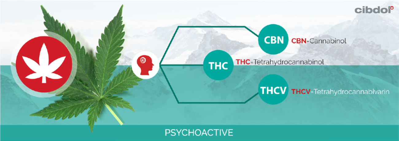 What is THC?