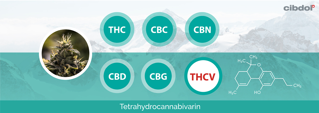 Mikä on THCV?