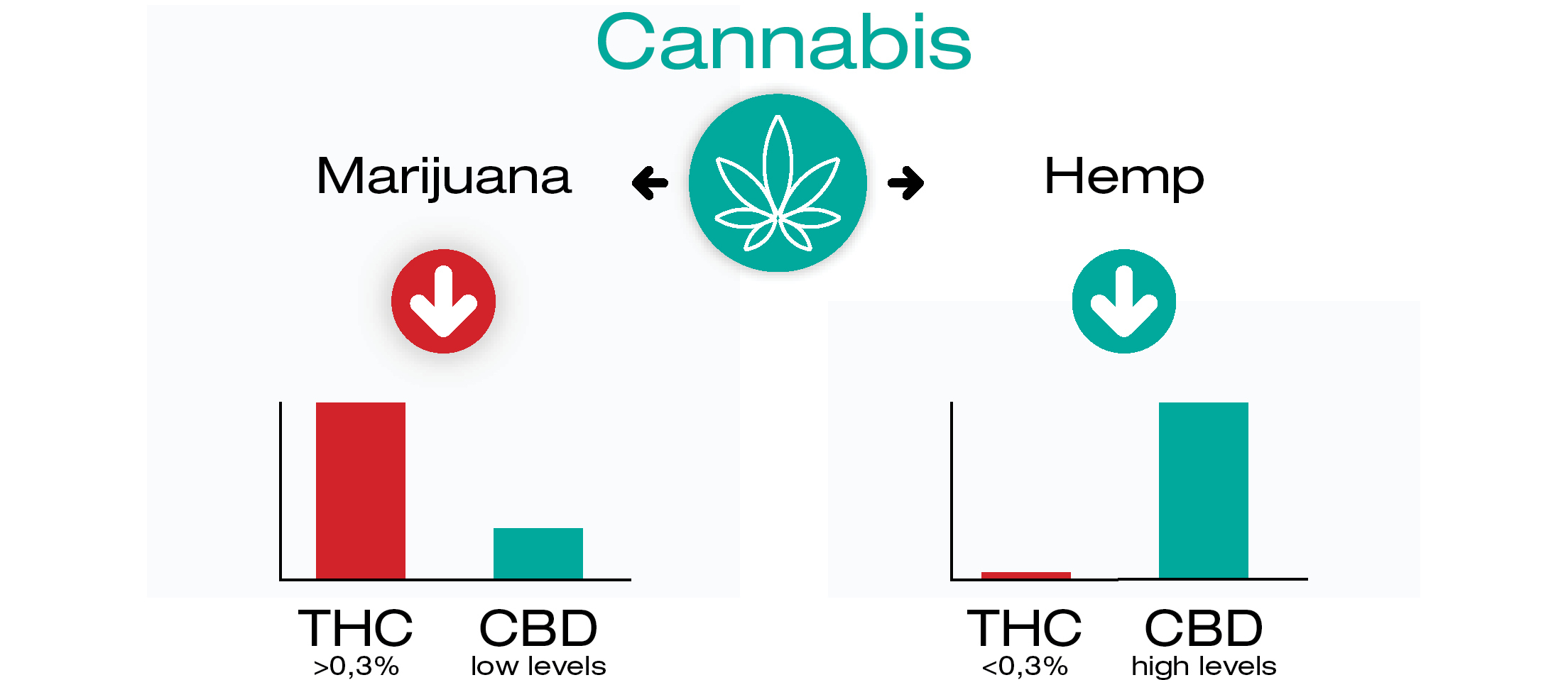 Mistä CBD ja THC ovat peräisin?