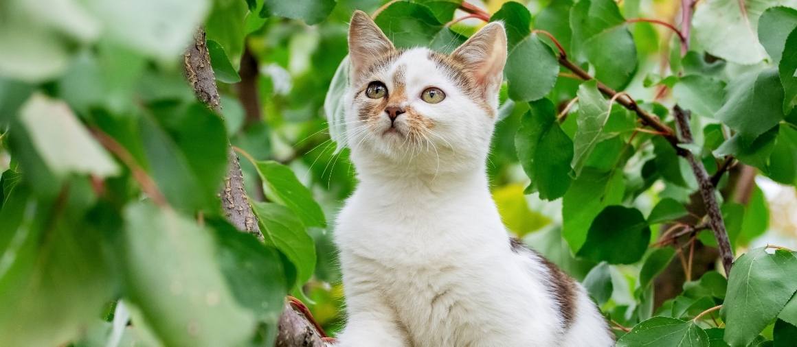 Voivatko kissat imeä CBD:tä ihonsa kautta?
