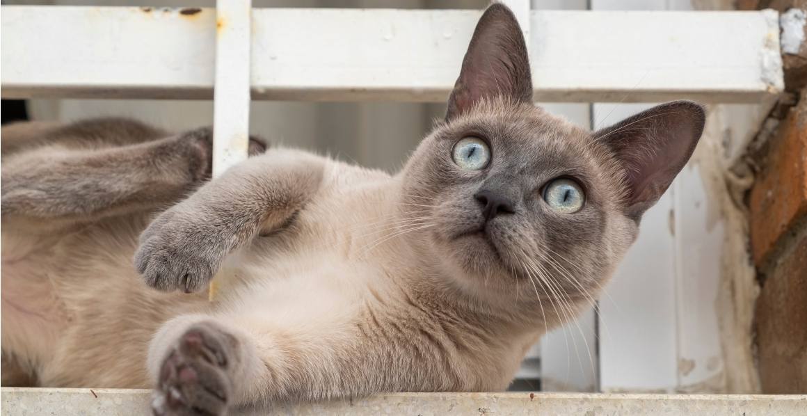 Onko eläinlääkärit suosittelevat CBD Oil kissoille