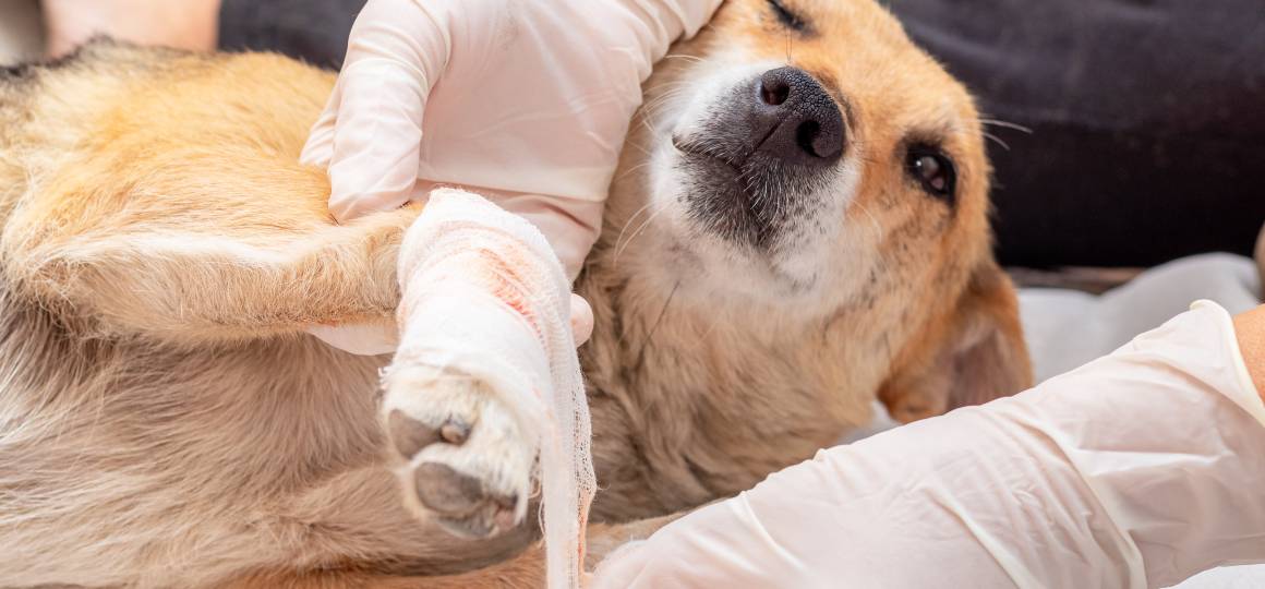 Onko cbd koirille auttaa tulehdukseen?