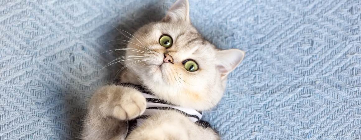 Can You Rub CBD Oil on Cats' Ears