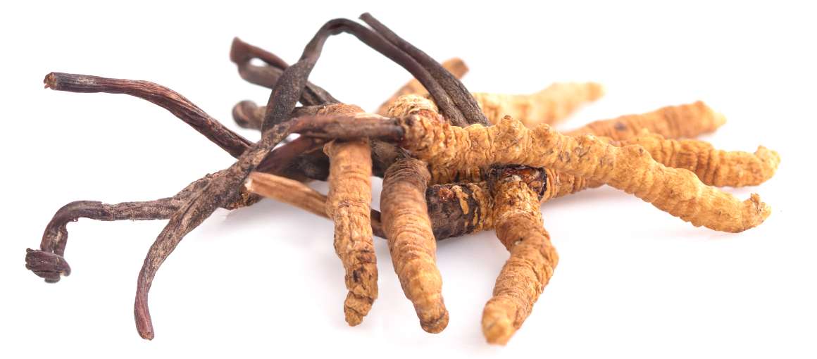 Alentaako cordyceps kortisolia?