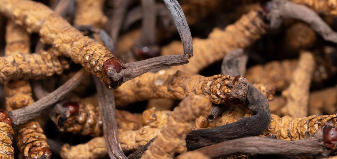 Onko cordyceps hyvä virtsahapon kannalta?