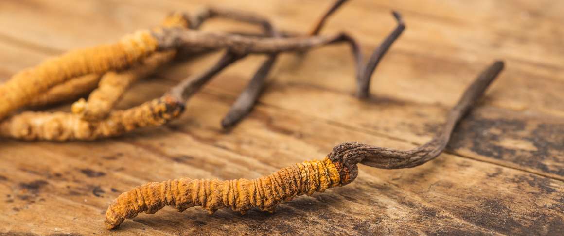 Onko huono ottaa cordyceps yöllä?