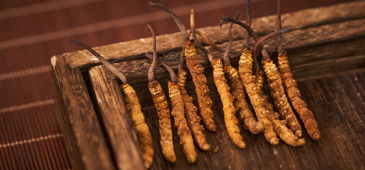 Pitäisikö cordyceps ottaa tyhjään vatsaan vai ruoan kanssa?