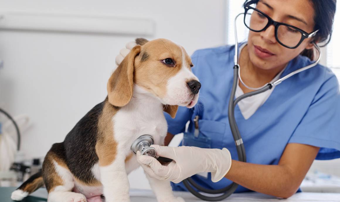 Suosittelevatko eläinlääkärit cbd:tä koirille?