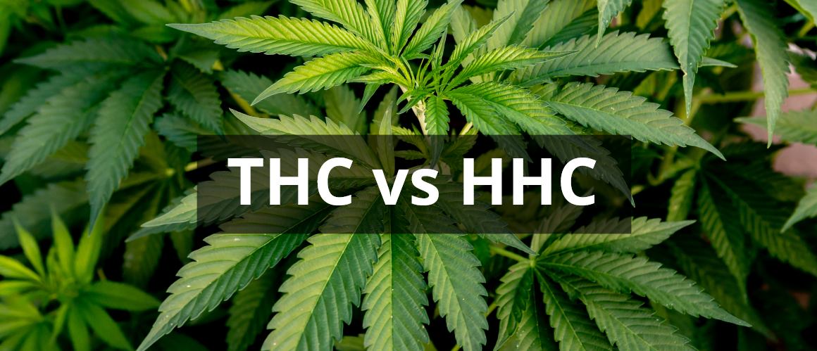 HHC vs THC: Miten nämä kannabinoidit vertailevat?