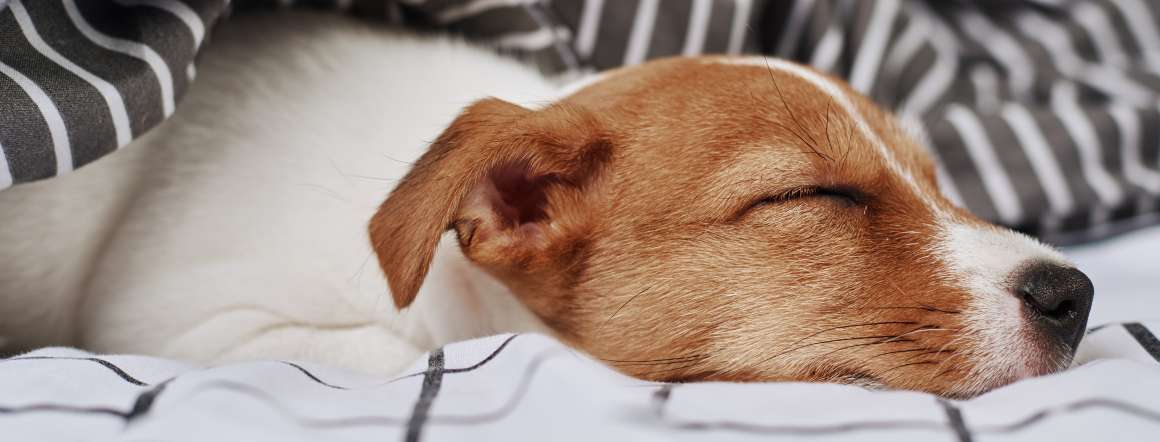can-dogs-have-sleep-apnea