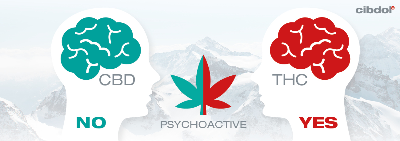 Mitä eroa on CBD:n ja THC:n välillä?